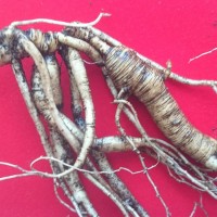 森叁寶 長白山鮮品野山參 野人參 純貨 長白山野人參純純滴野山參