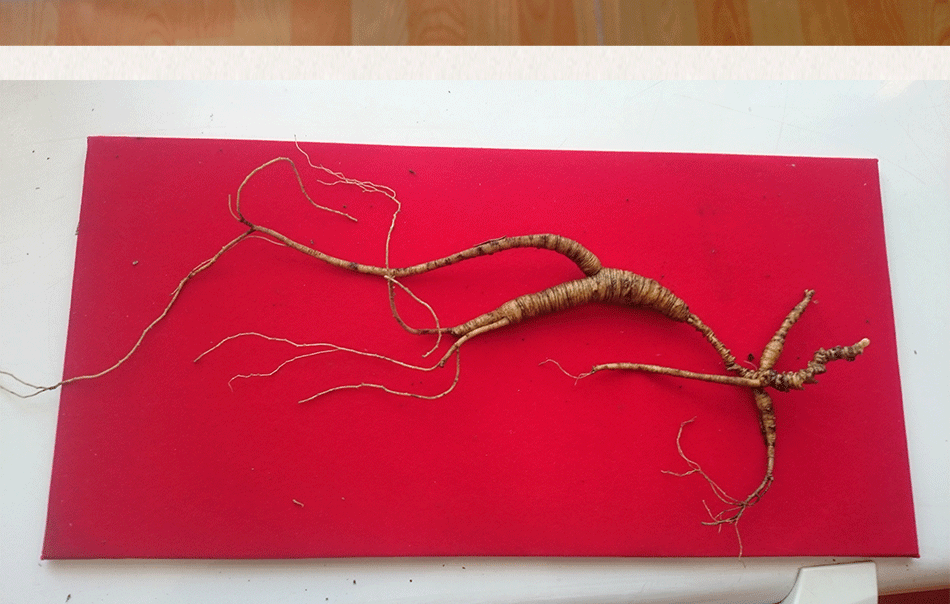 殘150年以上野山參_03