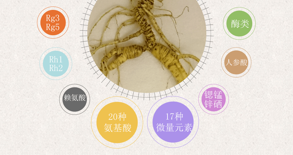 殘150年以上野山參_16