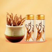 西藏那曲蟲草 新鮮冬蟲草 冬蟲夏草可食用 新貨蟲草禮盒裝批發(fā)