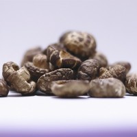 花菇干新貨散裝1千克 無熏硫冬菇 大花菇 珍珠花菇茶花菇干貨冬菇