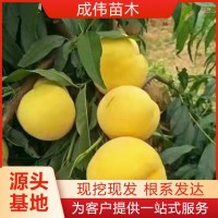 成偉現(xiàn)挖現(xiàn)發(fā)桃樹(shù)苗 易成活超早黃金蜜桃 歡迎購(gòu)銷(xiāo)