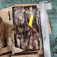 海鵬 印度洋小條魷魚 進(jìn)出口冷凍水產(chǎn)品定制 大小均勻規(guī)格分明  1噸起批