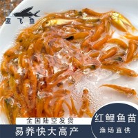 藍(lán)飛魚(yú)人工養(yǎng)殖淡水觀賞魚(yú)苗定制 紅鯉魚(yú)苗3-4cm