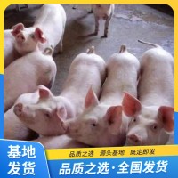 豬苗大白豬 品種小苗耐粗糧肥胖能吃個(gè)頭大 繁榮出售