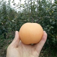 梨樹(shù)苗廠家 秋月梨樹(shù)苗哪里多 嫁接梨樹(shù)苗價(jià)格 晚熟梨樹(shù)品種