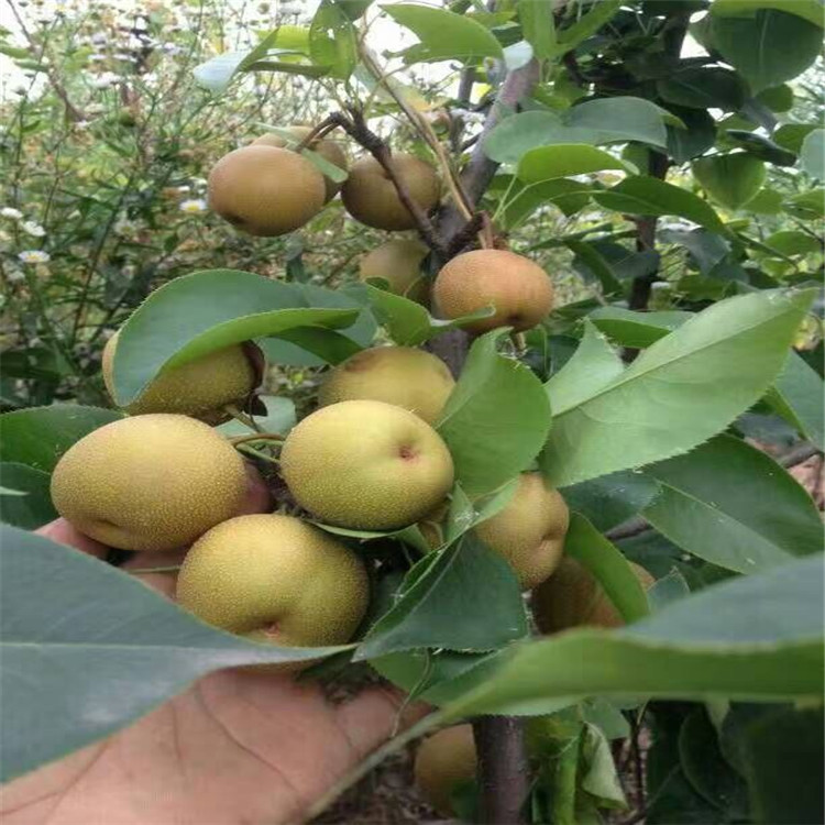 QQ圖片20160727081346