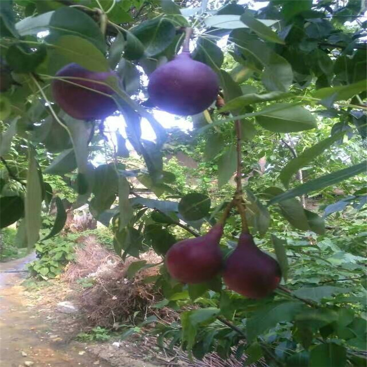 QQ圖片20160802101342