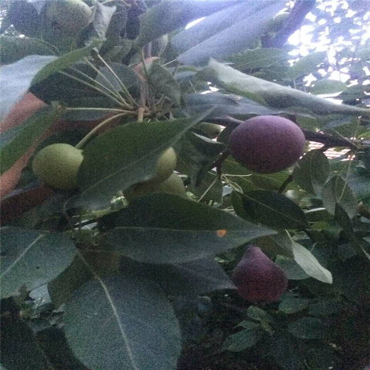 QQ圖片20160802101453