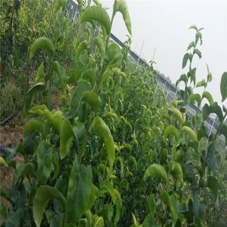 QQ圖片20160727081244