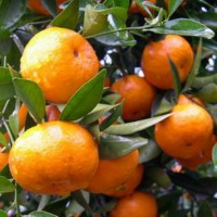 南方果樹(shù)苗批發(fā)水果苗早熟橘子樹(shù)苗 大分一號(hào)桔子苗 早熟基地直銷(xiāo)