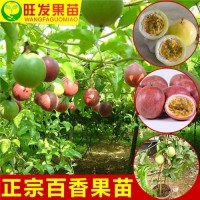 廣西百香果苗出售 黃金百香果苗 臺(tái)農(nóng)一號(hào) 紫香一號(hào) 苗木批發(fā) 惠州果苗基地