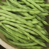 四季豆批發(fā) 長扁豆現(xiàn)摘現(xiàn)賣直供 無筋豆農場采摘直發(fā)