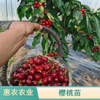 惠農(nóng)農(nóng)業(yè)供應(yīng) 俄羅斯八號(hào)含香櫻桃苗 種植大櫻桃樹(shù)現(xiàn)挖現(xiàn)賣(mài)