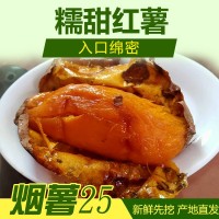 基地直發(fā)，唐山煙薯3兩到6兩，紅薯蜜薯