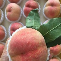 晚大湖景陽(yáng)山水蜜桃批發(fā) 樹(shù)苗果苗 果園產(chǎn)地直發(fā) 全國(guó)直供