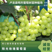 陽光玫瑰葡萄苗 5天 蓬徑0.5m~0.8m 保濕+薄膜 1年~2年 成活率98
