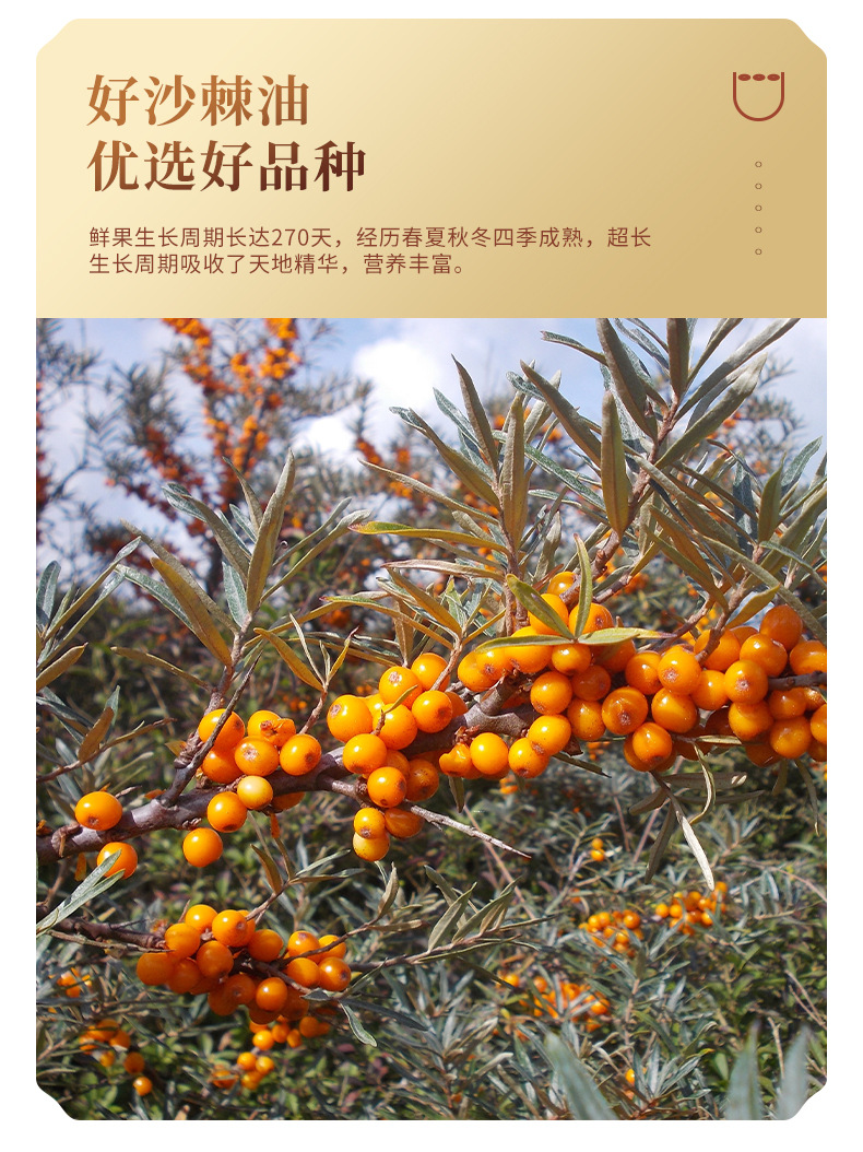 沙棘籽油詳情頁_04.jpg