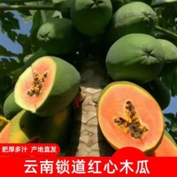 云南西雙版納水果紅心木瓜新鮮應季現摘現發(fā)高原種植3/5/10斤包郵