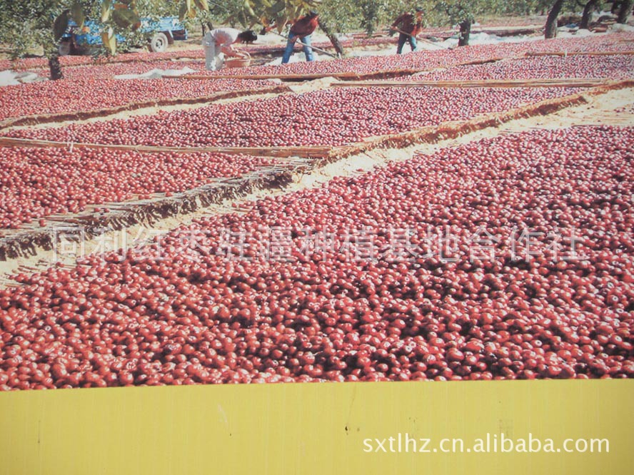 我司駐疆種植基地