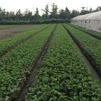 四川草莓苗種植注意事項