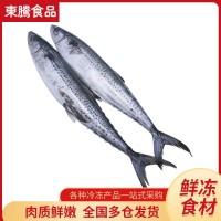 新鮮海捕鮮活冷凍鲅魚 冰鮮馬鮫魚整魚 海鮮水產餃子食材冷凍鲅魚