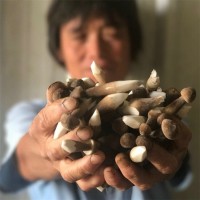 聯(lián)盛 山東雞樅菌廠家 黑皮雞樅菌鮮貨 規(guī)格齊全