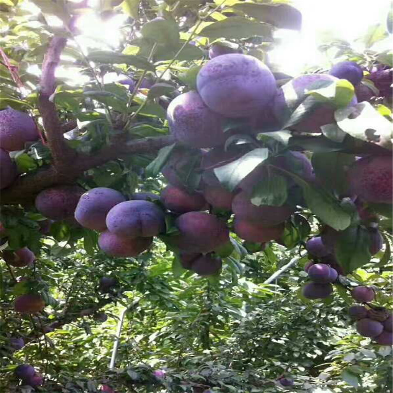 mmexport1503713332099_看圖王