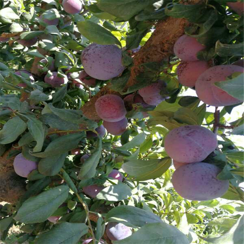 微信圖片_20170826101352