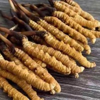 冬蟲夏草 高原蟲草 西藏冬蟲夏草 那曲蟲草