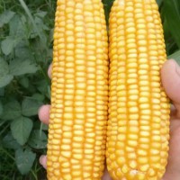 國審極早熟玉米種子接茬口可種植適應(yīng)性強(qiáng)棒子大
