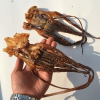 批發(fā)特色海鮮干魷魚(yú)頭 淡曬精品章魚(yú)須批發(fā) 口感脆爽鐵板魷魚(yú)須