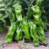 辣椒苗 早春薄皮 顏色綠抗病強(qiáng) 泡椒種子 萬(wàn)禾