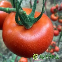 紅果番茄種子 宏帥518 畝產(chǎn)2萬(wàn)斤以上 抗死顆抗病毒