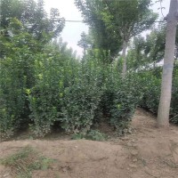 叢生北海道黃楊四季長(zhǎng)青 冬青苗 綠化樹苗 2 米叢生北海道黃楊綠