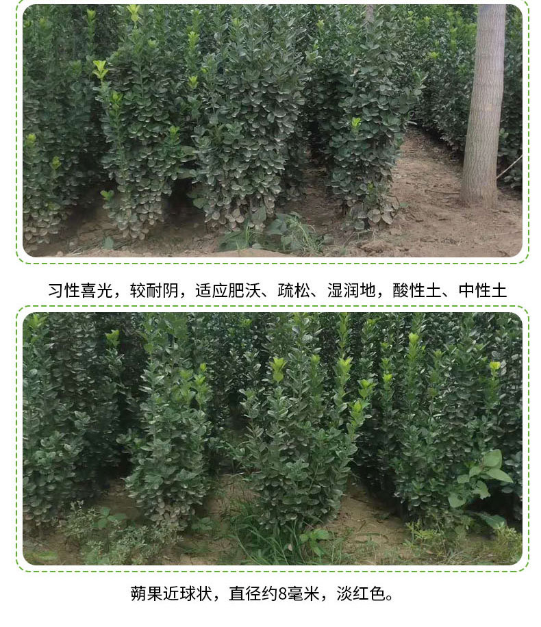 北海道黃楊_03.jpg