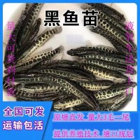 淡水烏魚苗活體雜交黑魚苗 冷水烏財小黑苗烏鱧魚苗鮮活包郵