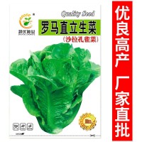 廠家批發(fā)沙拉生菜種子5克脆甜羅馬直立生菜種籽陽(yáng)臺(tái)菜園蔬菜種子