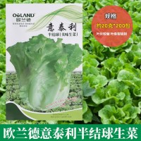 歐蘭德意泰利半結(jié)球生菜種子批發(fā) 緊湊直立生菜種子陽(yáng)臺(tái)蔬菜種植