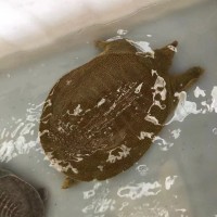 黑花外塘甲魚苗 又稱 中華鱉魚苗 龜類 包活發(fā)貨 海鑫水產養(yǎng)殖
