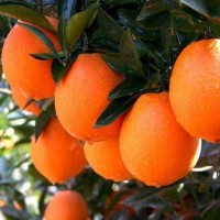精品純甜長虹（長紅）臍橙 橙子 原產地現(xiàn)摘現(xiàn)發(fā)