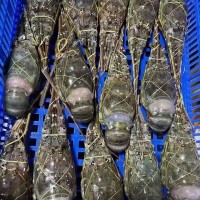 冷凍龍蝦冷凍小青龍活凍花龍大龍蝦 比你想的更新鮮 酒店餐廳食材