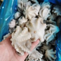 海鮮生凍八爪魚 活凍八爪魚 去內(nèi)臟八爪魚 鹽磨小八爪魚 生八爪魚