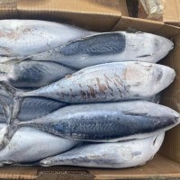 冷凍炸彈魚 鰹魚 三點(diǎn)鰹 寵物食品原料 罐頭原料 批發(fā)