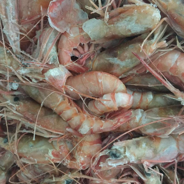 野生東海蝦 船凍