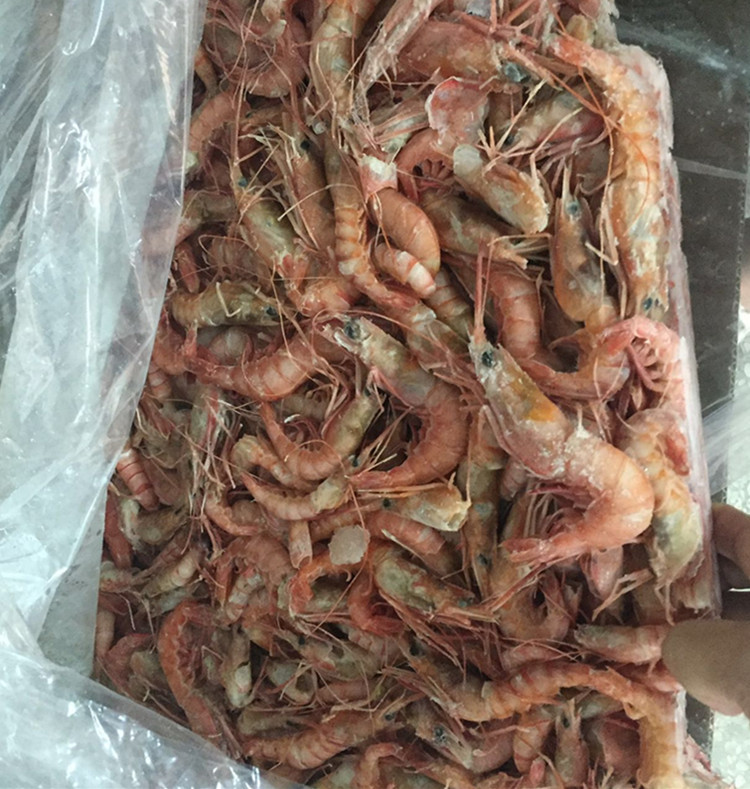 野生東海蝦 船凍