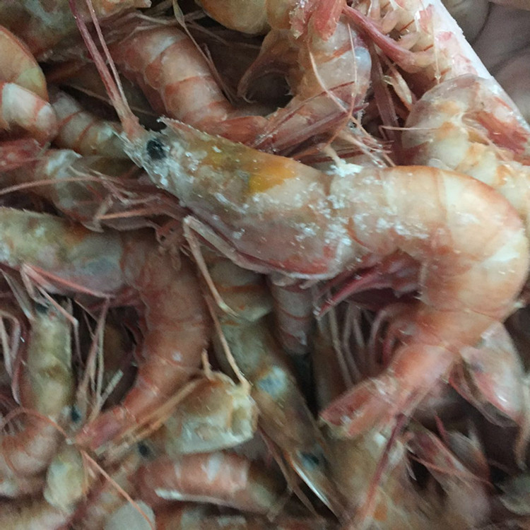 野生東海蝦 船凍