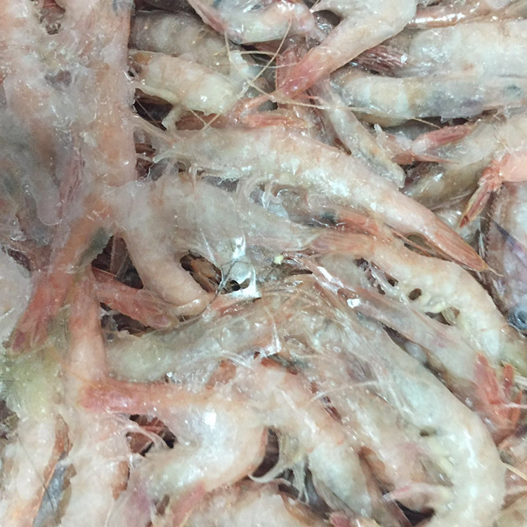 野生東海蝦 船凍