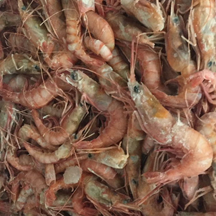 野生東海蝦 船凍