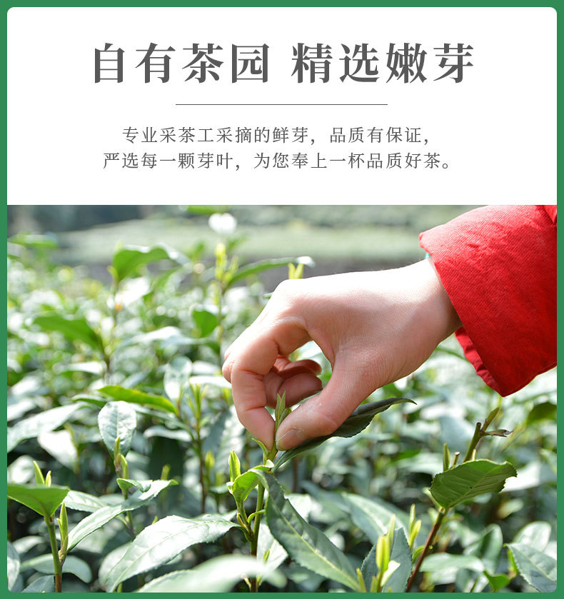 龍井茶模版(1)_09